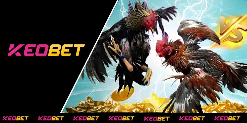 เผยข้อมูลสำคัญเกี่ยวกับโรงชนไก่