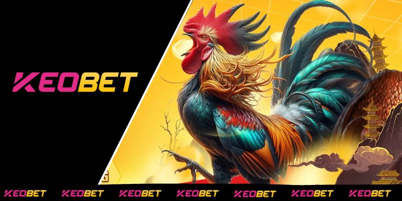ประสบการณ์การเล่นไก่ชนสด C1 วันนี้