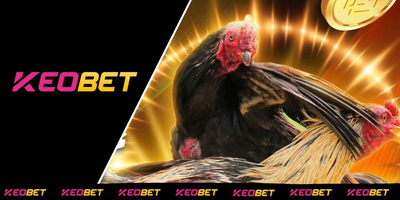 ประสบการณ์ชมการชนไก่สด โทโม